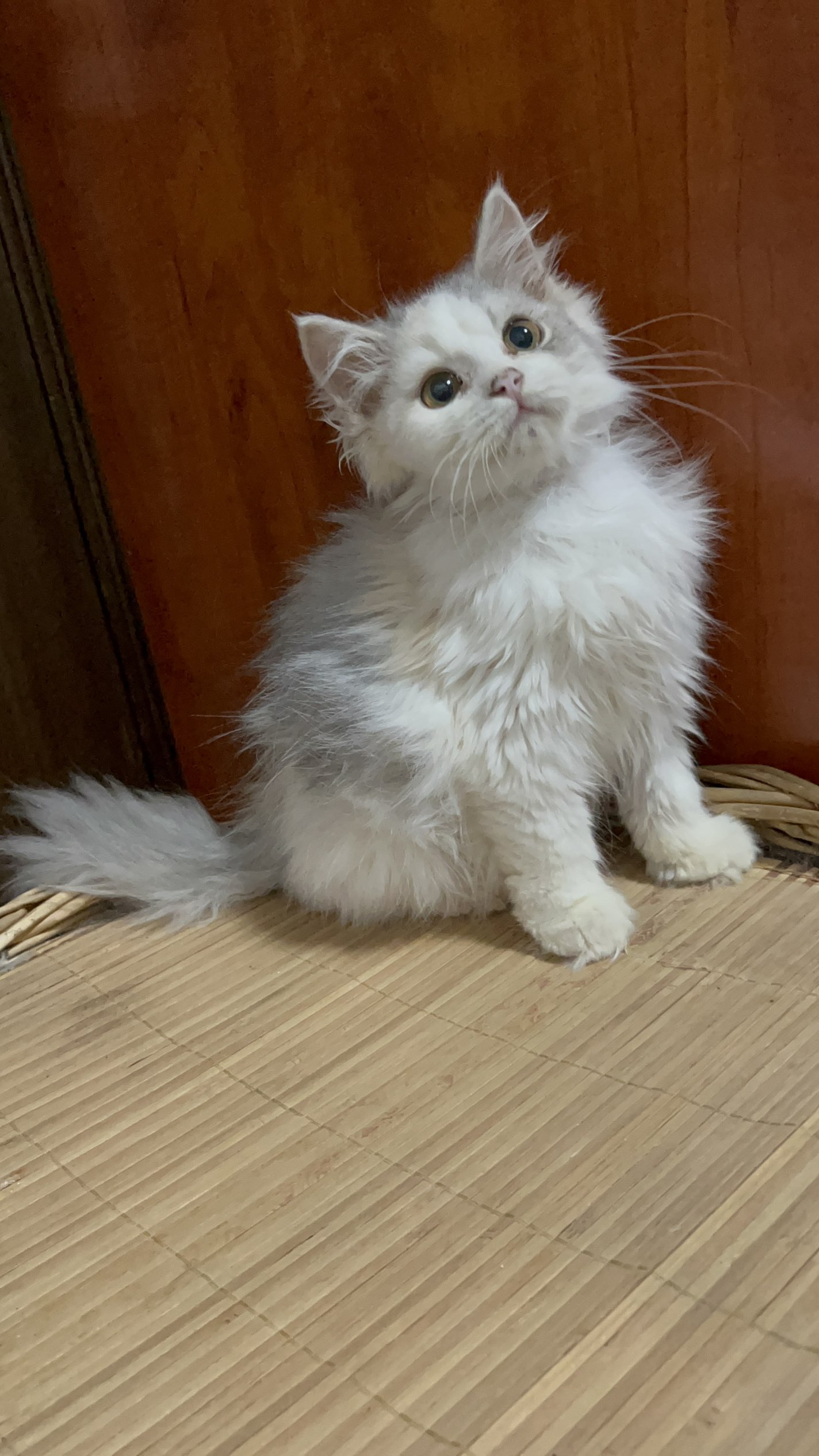 长毛蓝乳三花很乖很温顺